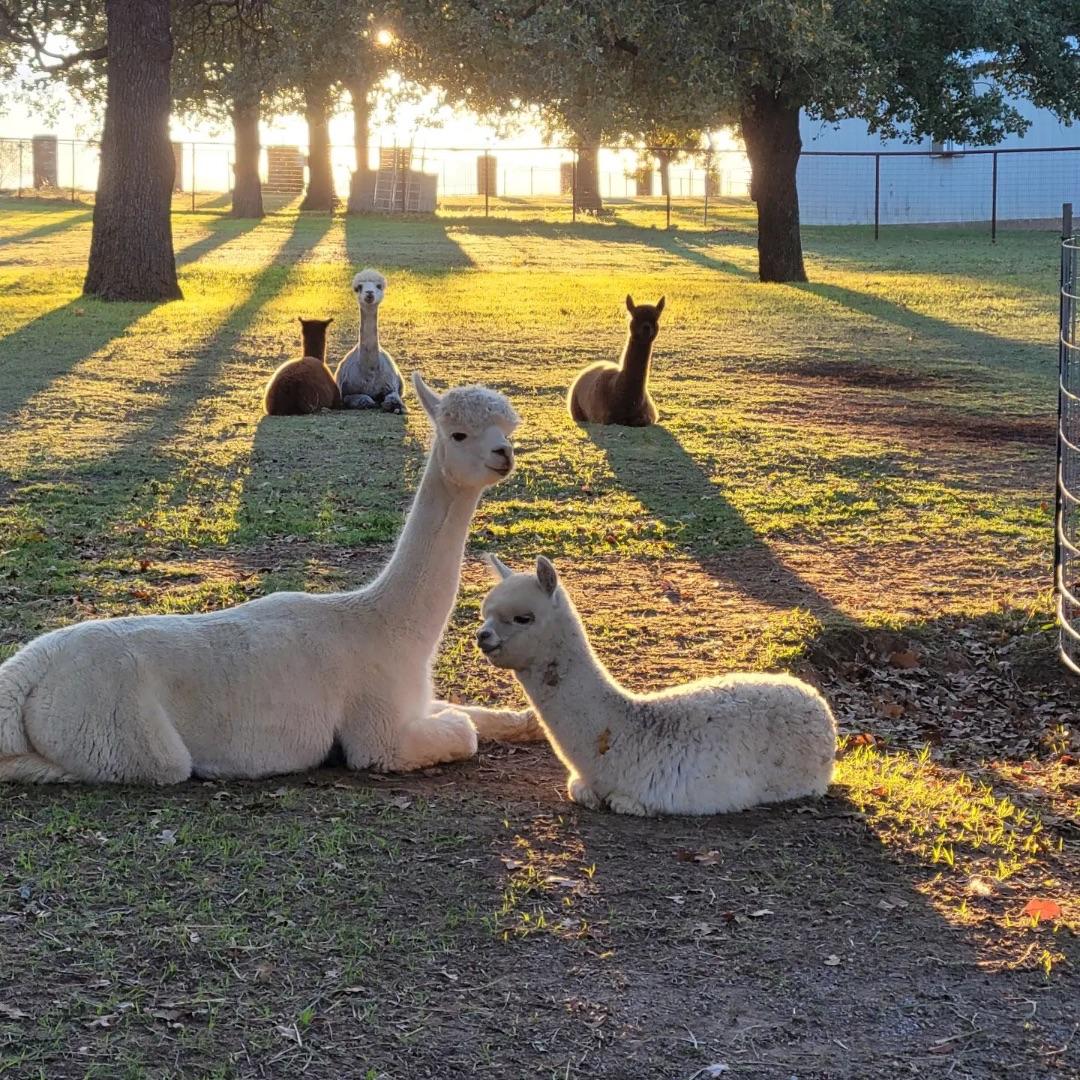 Alpaca Meet & Treat: Feed and Learn at a North Texas Ranch in Alvord,Texas