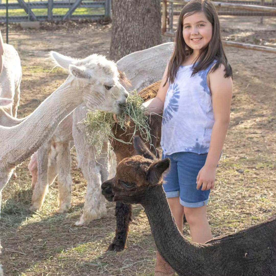 Alpaca Meet & Treat: Feed and Learn at a North Texas Ranch in Alvord,Texas