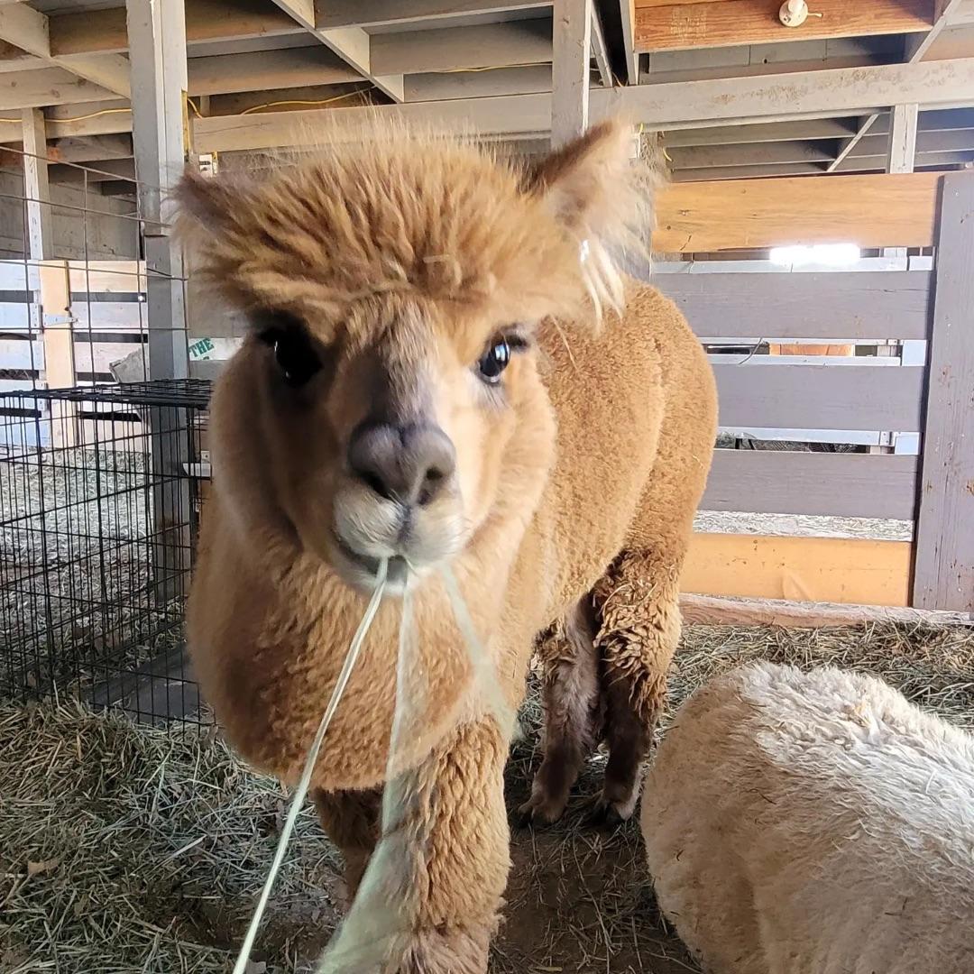 Alpaca Meet & Treat: Feed and Learn at a North Texas Ranch in Alvord,Texas