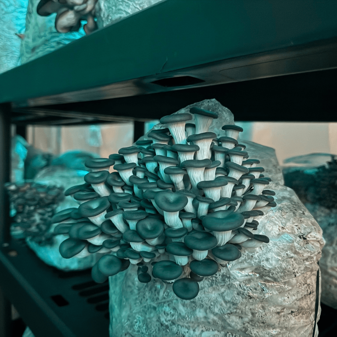Indoor Mushroom Farm Tour in Arlington (age 6+) in Arlington,Texas