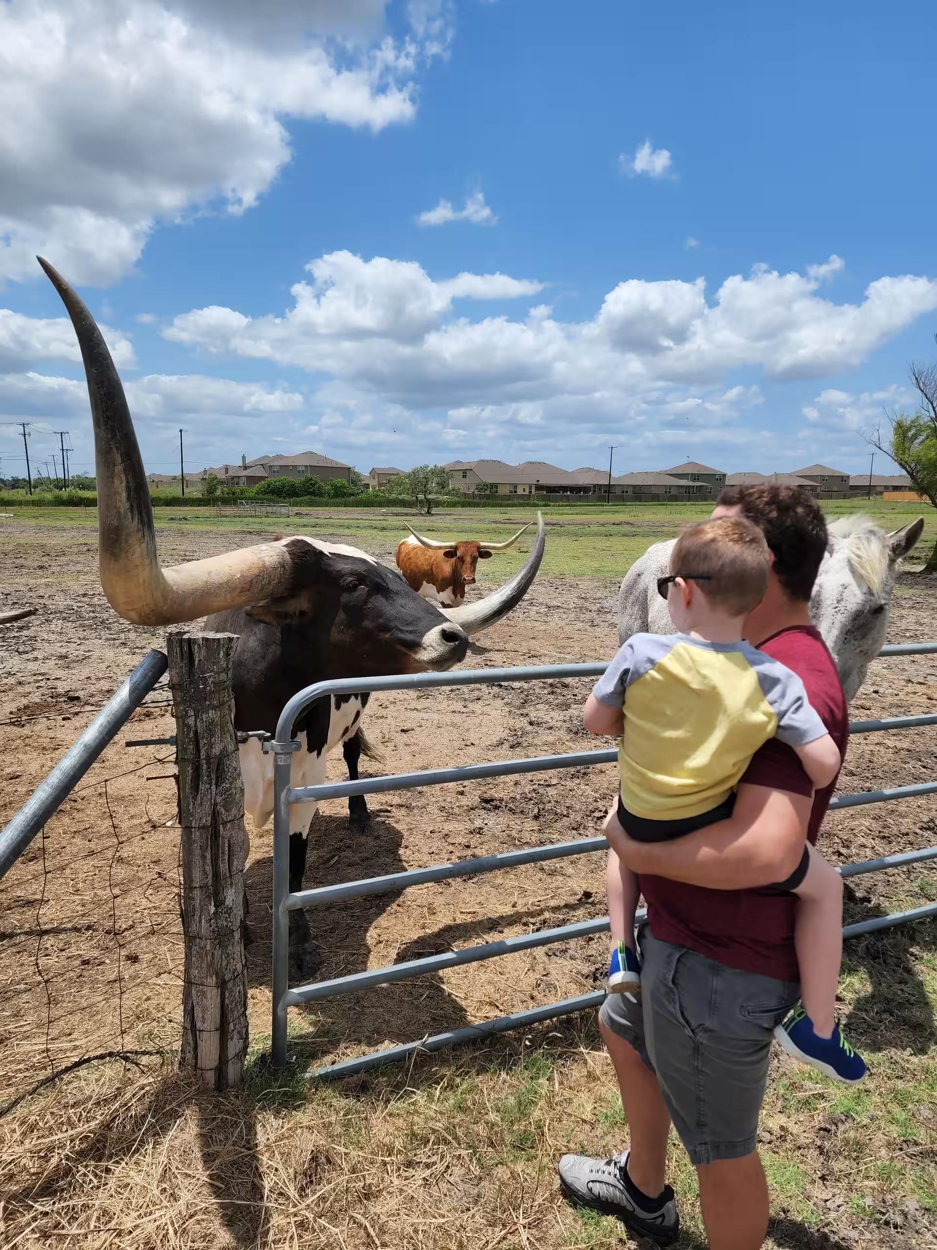 Feed and Photograph Texas Longhorns Near Austin in Pflugerville,Texas