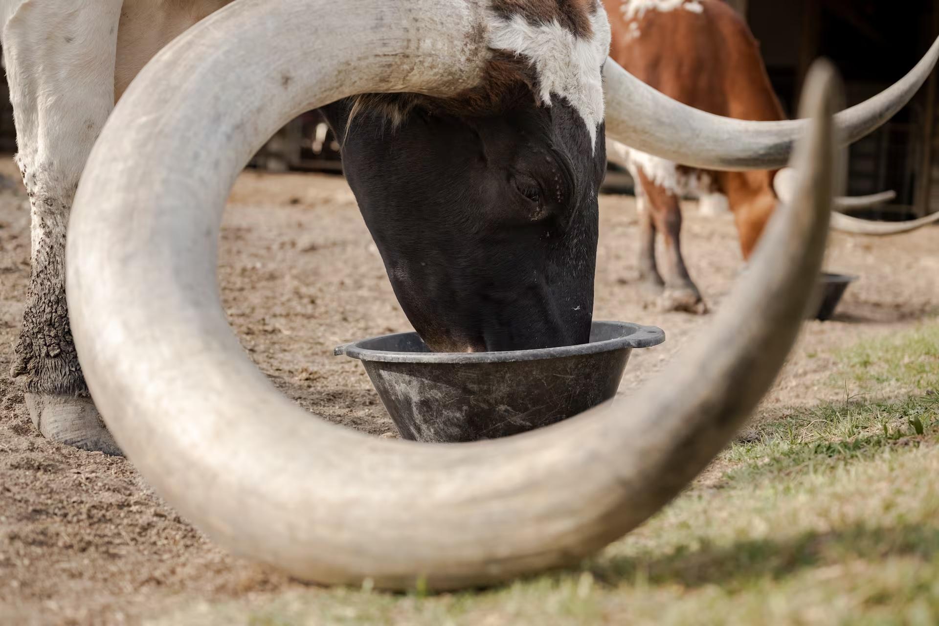 Feed and Photograph Texas Longhorns Near Austin in Pflugerville,Texas