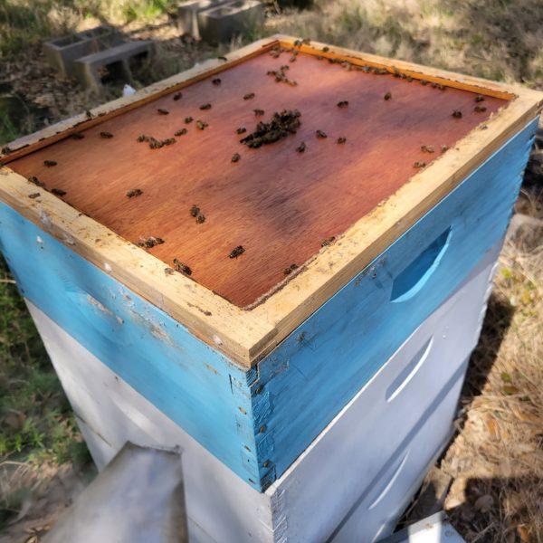 Private Beekeeping Experience for Adults & Teens in Aurora,Texas