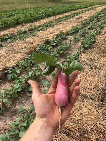 Tour the Farm of the 'Grandmother of Juneteenth' Opal Lee in Fort Worth,Texas