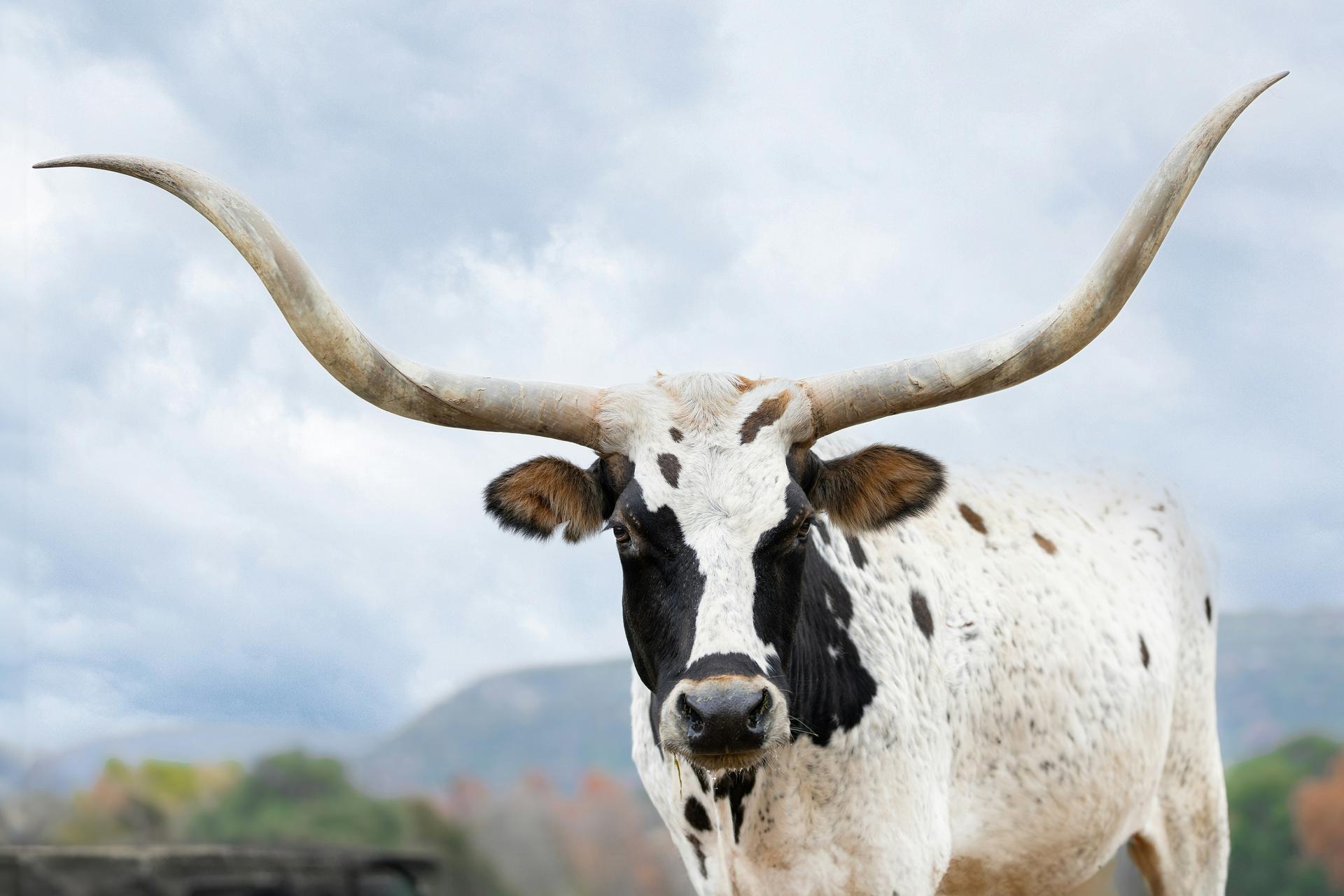 How Do Texas Longhorns Live with Those Massive Horns?