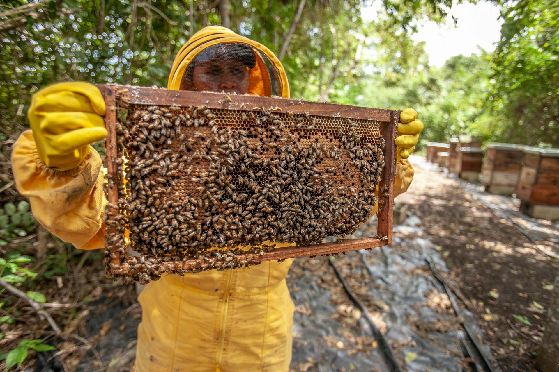 Why Beekeeping Is Booming in Texas—And What It Means for You