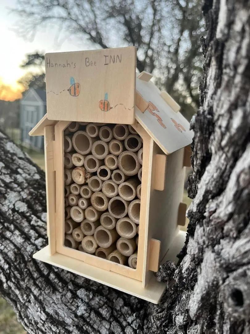 How to Build a Bee Hotel (and Why It Matters)