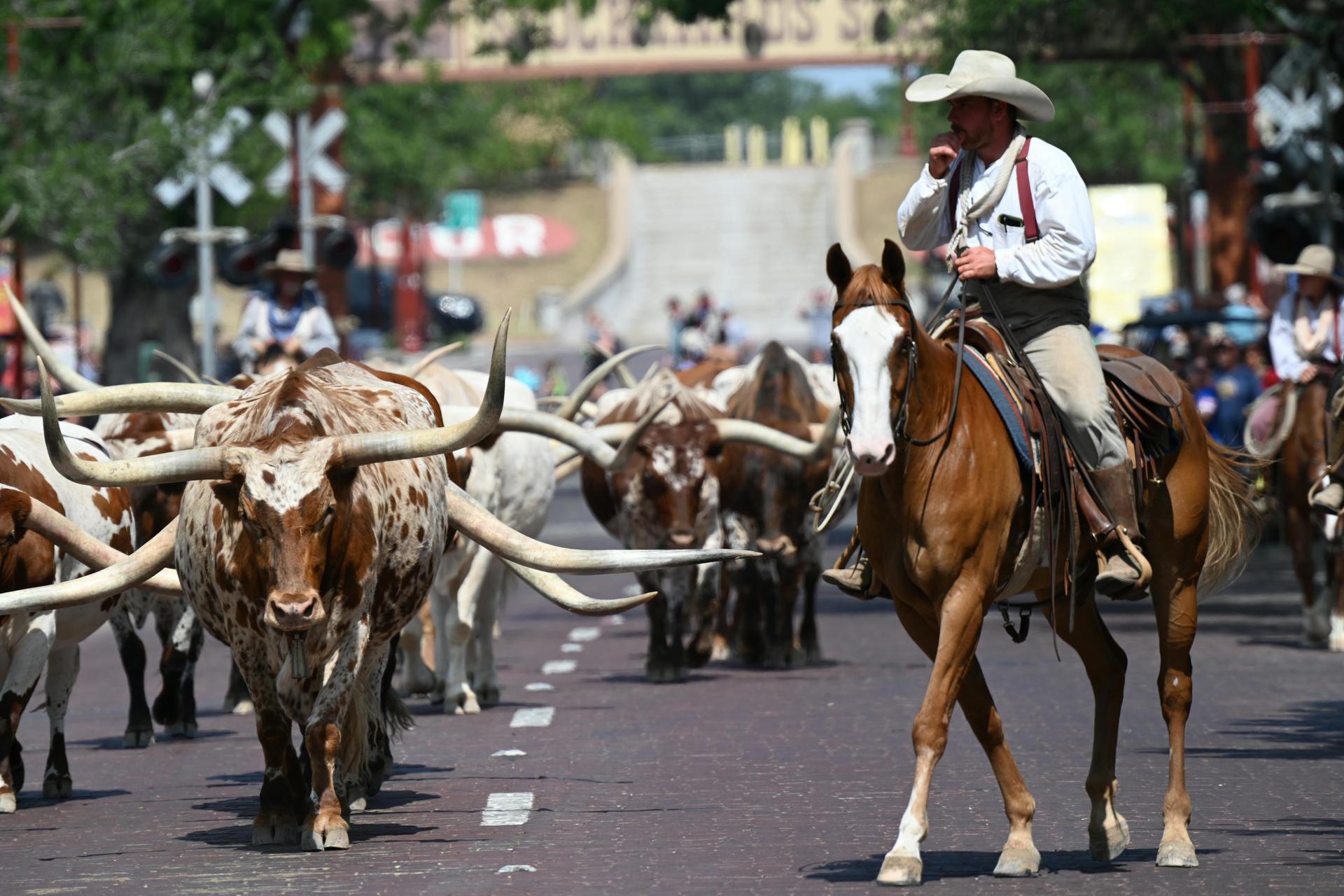 Where to See Texas Longhorns Up Close (No Bull)