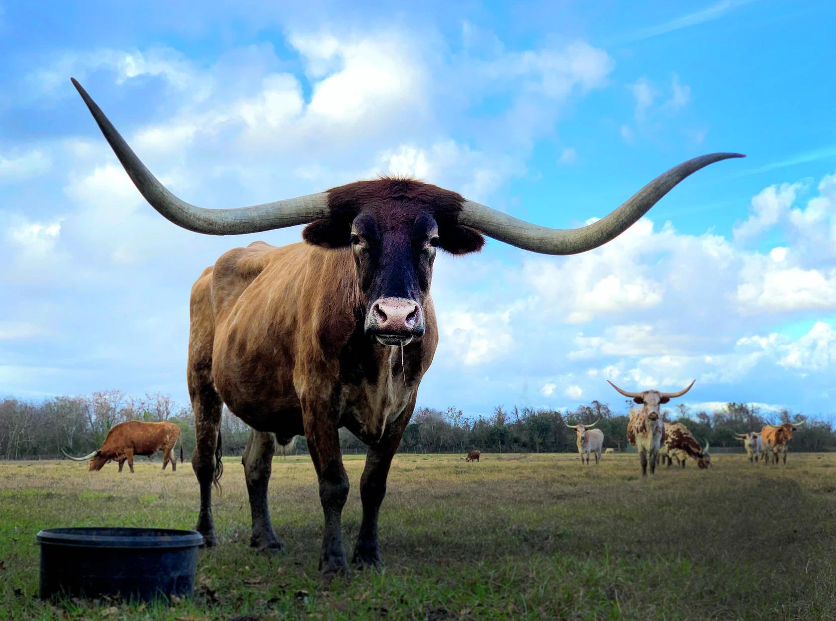 Why the Texas Longhorn Still Captivates Us