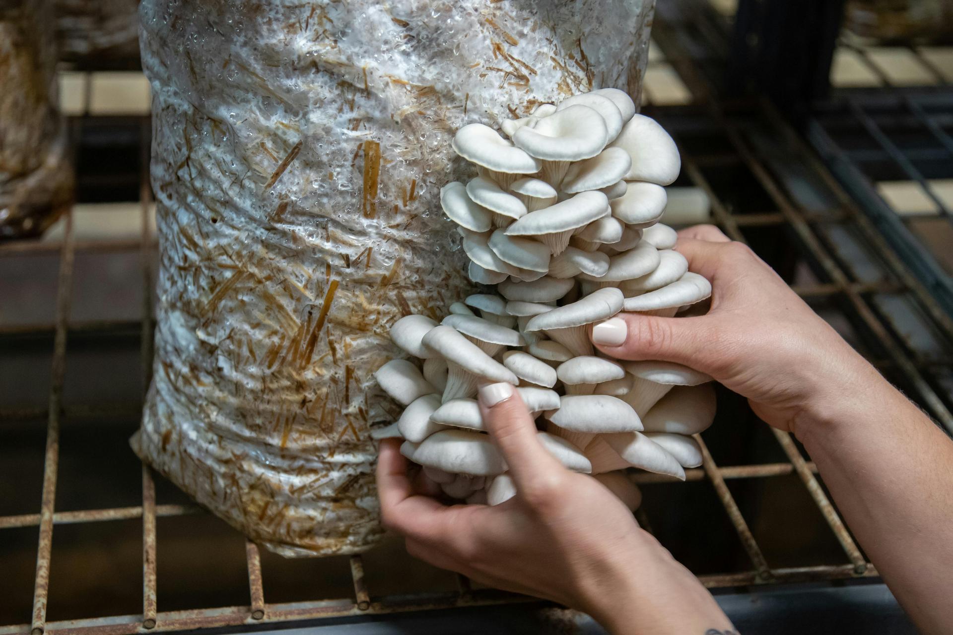 Mushrooms in Texas: From Farm Tours to Functional Foods 🍄