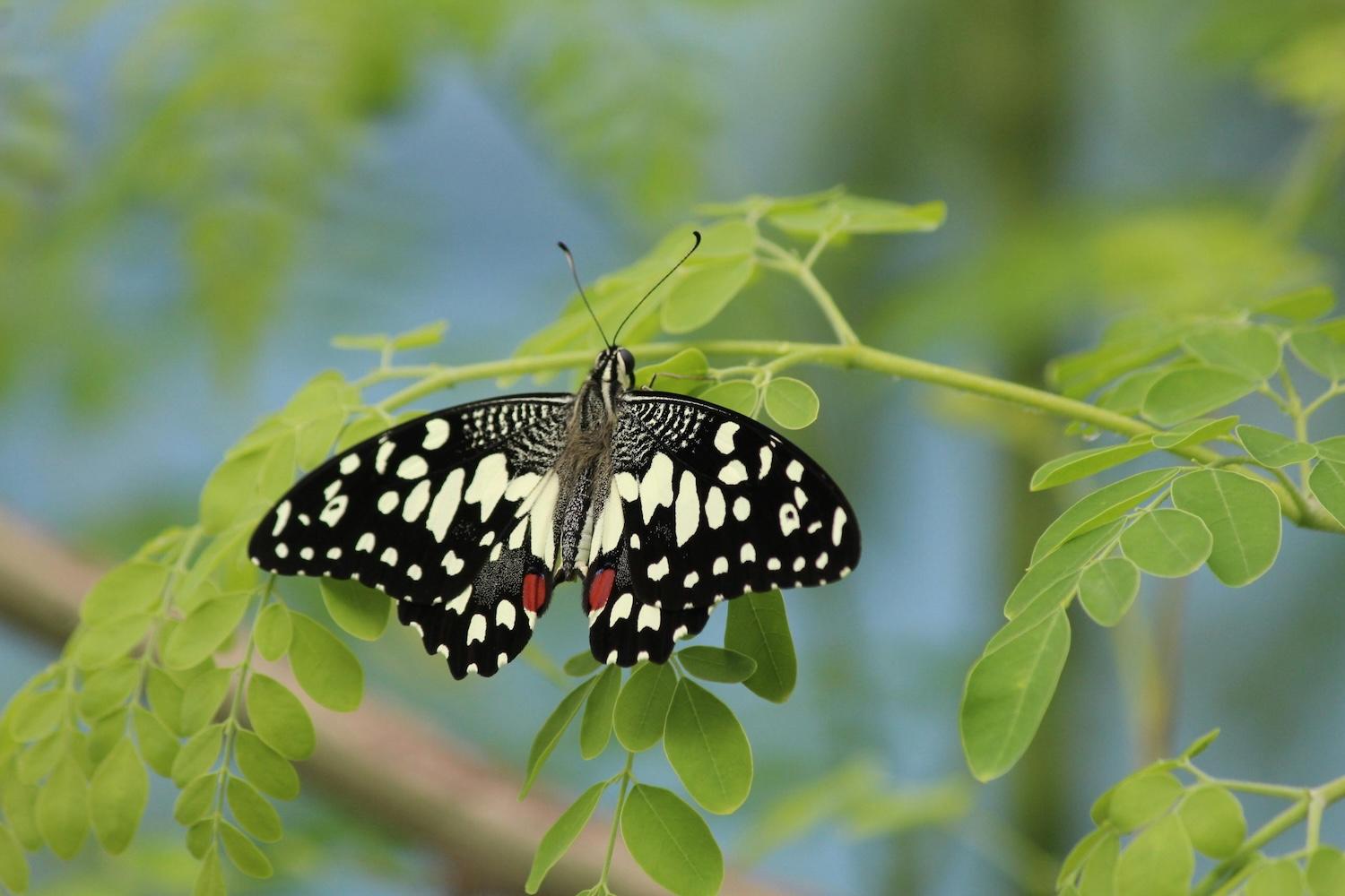 The Moringa Guide: From Texas Farms to Global Superfood 🌿