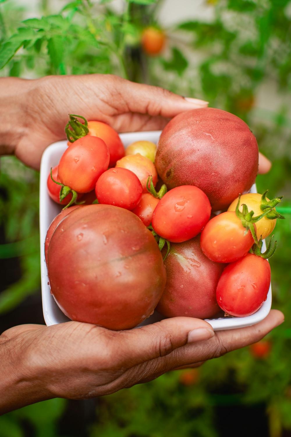 What Are Heirloom Crops and Why Do They Matter?