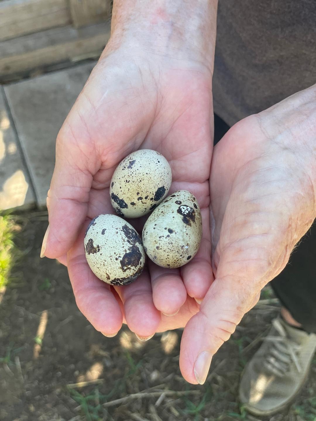 Why Dog Owners Are Switching to Quail Eggs