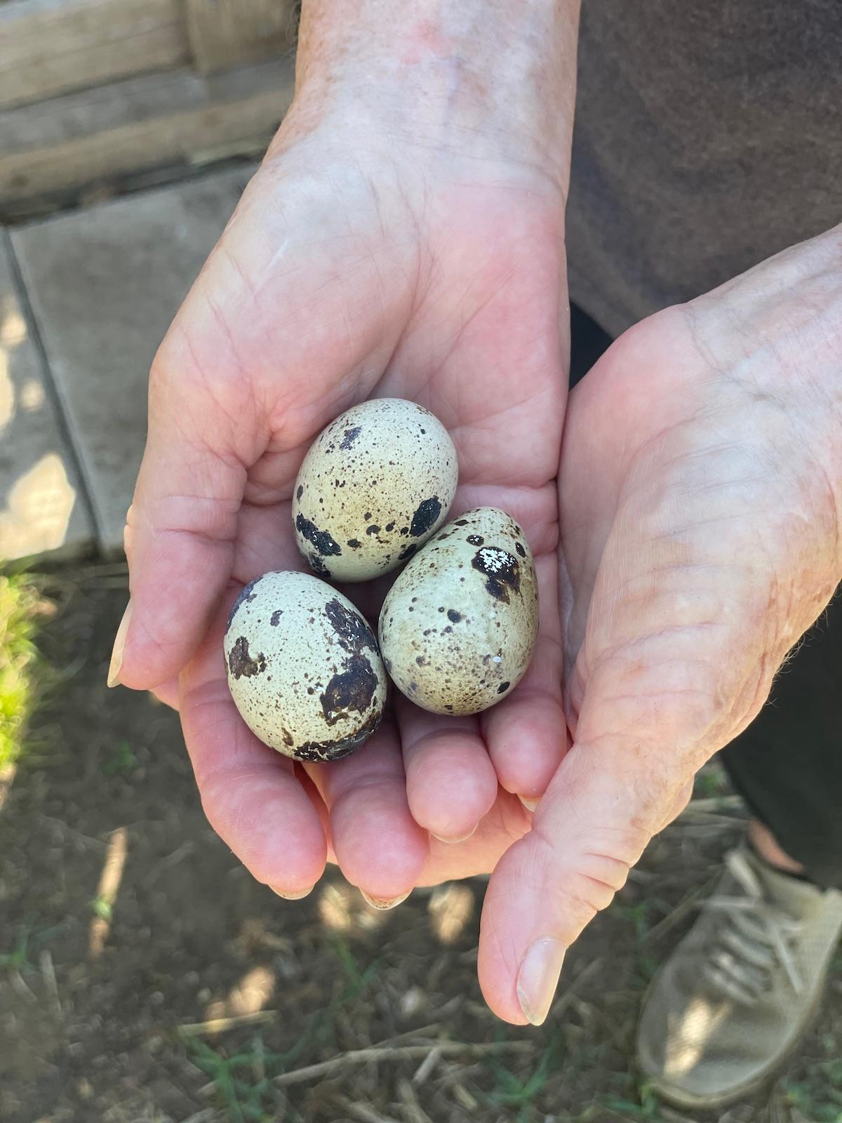 Why Dog Owners Are Switching to Quail Eggs
