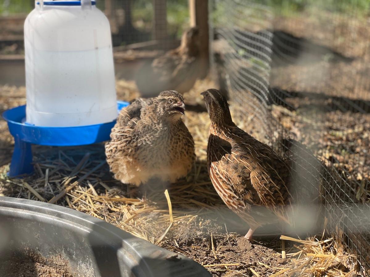 Coturnix vs Bobwhite: What’s the Difference?