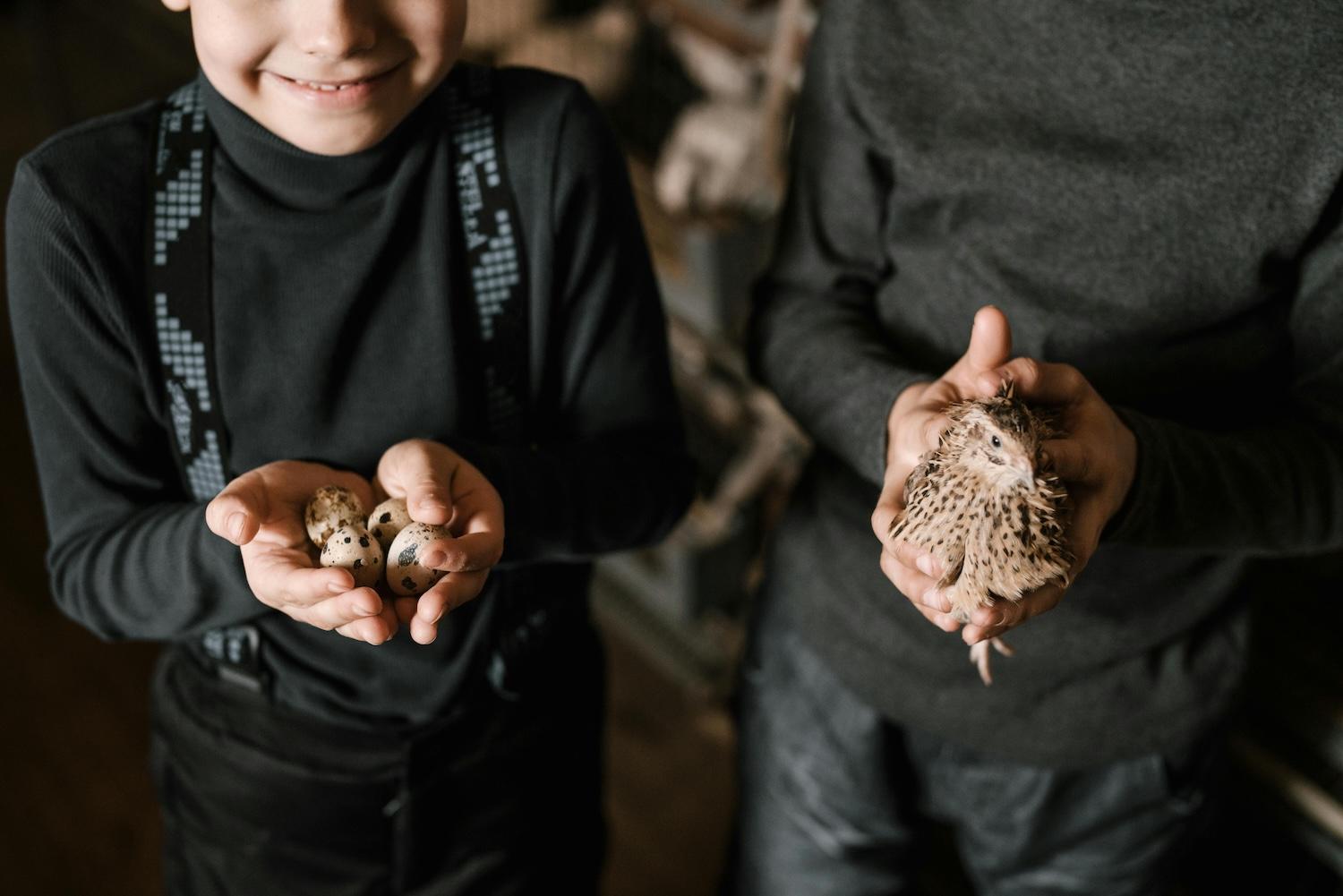 Life Cycle of a Quail: What Kids Learn from Watching an Egg Hatch