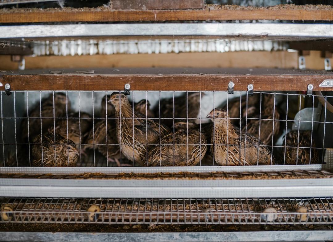 Quail Farming 101: Beginner’s Guide to Small-Scale Flocks in Texas