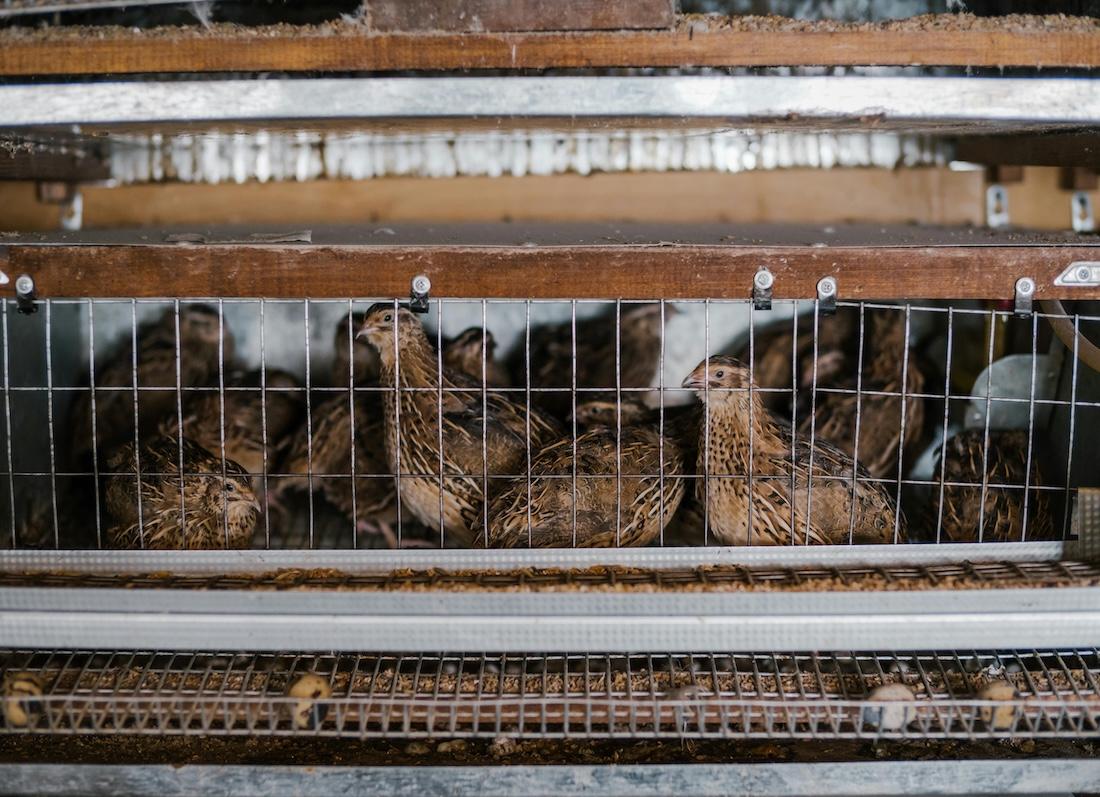 Quail Farming 101: Beginner’s Guide to Small-Scale Flocks in Texas